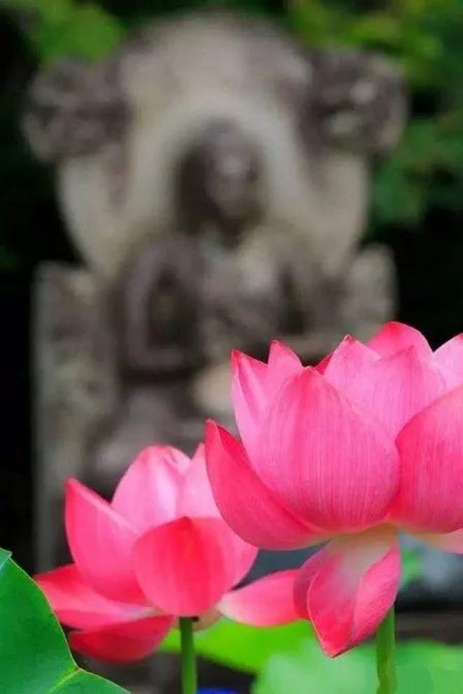 �޾������˿��Բ��о�������