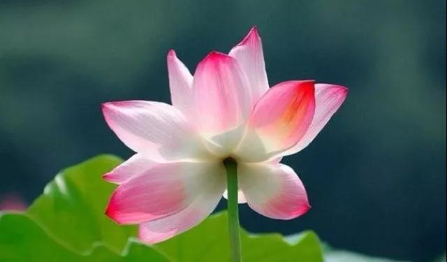 ѧ��ּ������ĸ������ɾ������