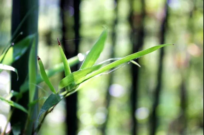 ӡ�ⷨʦ���˼����������½Դ��ĵ�����ʵ����