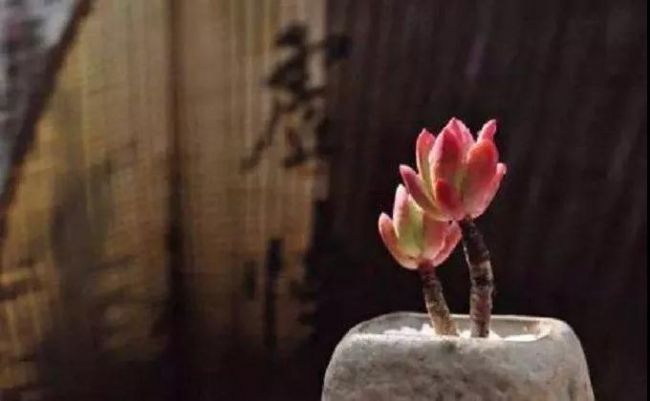 �ڼҾ�ʿ�мǣ����������ŷ���ƻ���ͥ���֣�