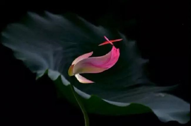 �����ʵ�ɣ����������Ͳ���ƽ