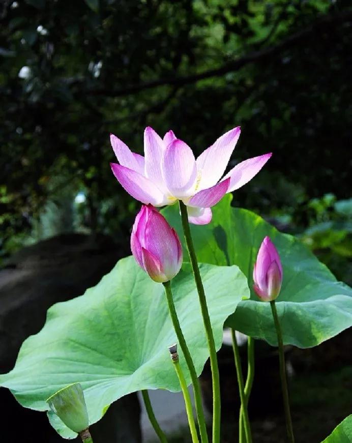 ����г�˵�Ŀ��ƺ쳾��ʲô��˼��