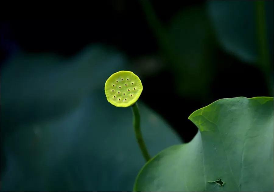 ���Ʒ�ʦ����׾���Ǵ��ǻ�