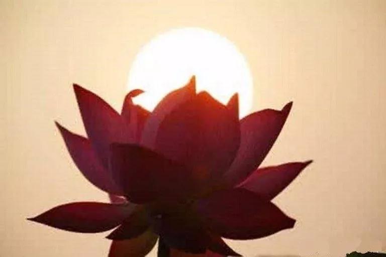 他一心念佛号,头顶就放光 他一心念佛号,头顶就放光