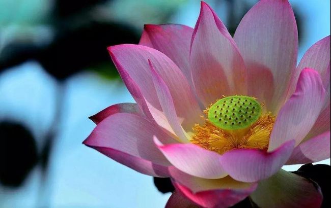 福报、福德、福慧,那福究竟从何处来? 福报、福德、福慧,那福究竟从何处来?