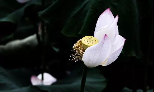 十分福气只享三分,千万别把福报都吃完 十分福气只享三分,千万别把福报都吃完