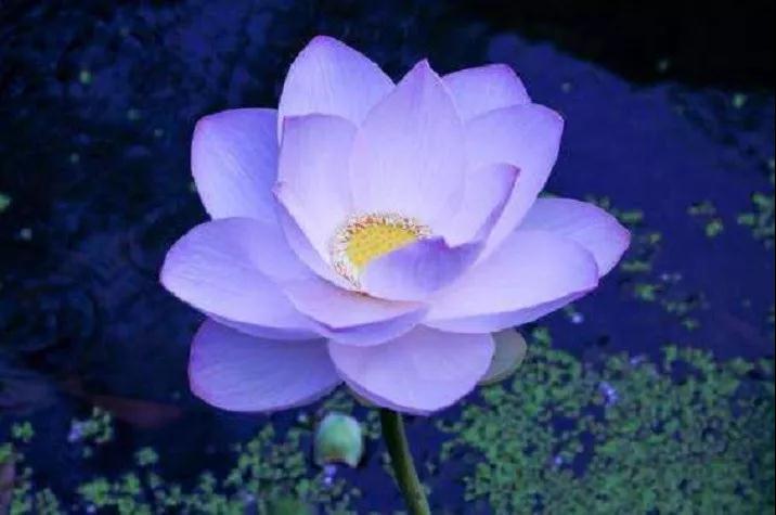 ��ʵ���飡����ɫ�������߱ػ�