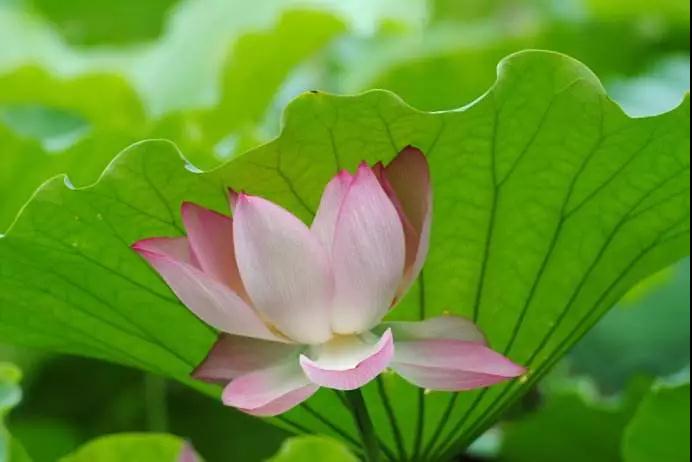 ����ֱ�Ӹ���ʲô�����ܸ���������ķ���