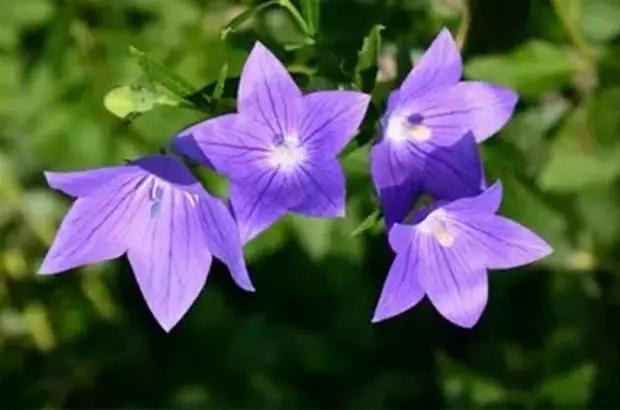 所谓修行,就是好好地审视、观察自心 所谓修行,就是好好地审视、观察自心