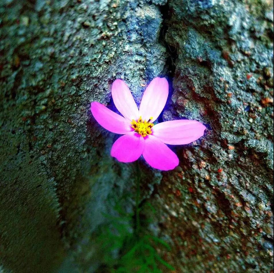 念佛要欢欢喜喜地念,心要悲悲切切的 念佛要欢欢喜喜地念,心要悲悲切切的