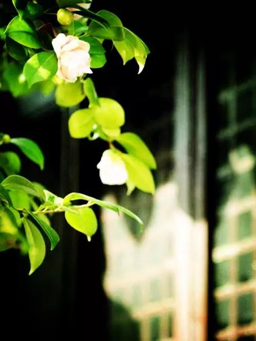 ���Ĳ������������������׶ಡ