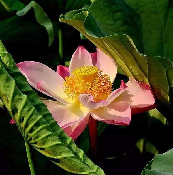 ͸���𷨿����磺������ȥ�ˣ������ô�죿