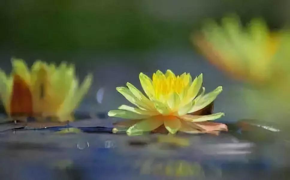 悟苦修净业,缘熟径生西_|_张老居士往生纪实 悟苦修净业,缘熟径生西_|_张老居士往生纪实