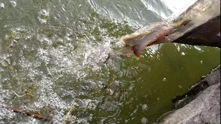 ���ֶ��ѵİְ�ѧ�𡢷�����ľ޴�ת��