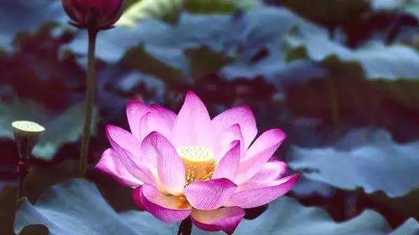 业障凡夫念佛真能往生到西方极乐世界吗? 业障凡夫念佛真能往生到西方极乐世界吗?