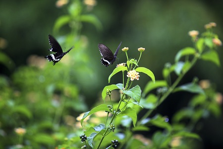 ������������ɱ��Ҳ���п��¹�����