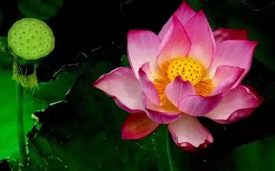 谁偷走了辛苦积累的善根和功德? 谁偷走了辛苦积累的善根和功德?