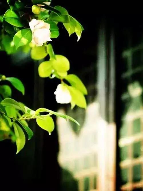 ˵�������������ŷ����ţ�