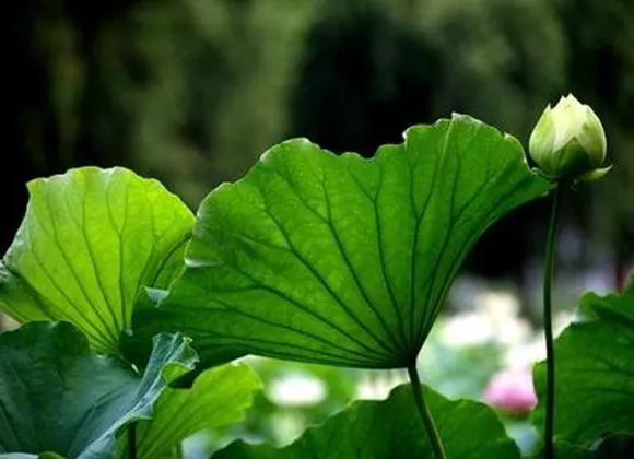 烦恼的事情那么多,根本的原因是没有智慧 烦恼的事情那么多,根本的原因是没有智慧