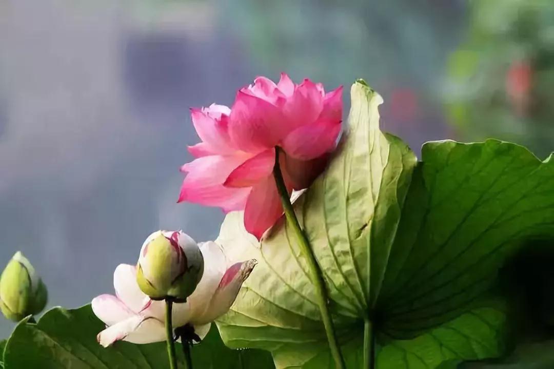 改变命运要从净化心念开始 改变命运要从净化心念开始