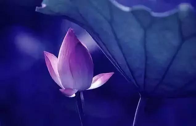 佛法修行莫要随心所欲,戒定慧是佛法修行的全部 佛法修行莫要随心所欲,戒定慧是佛法修行的全部