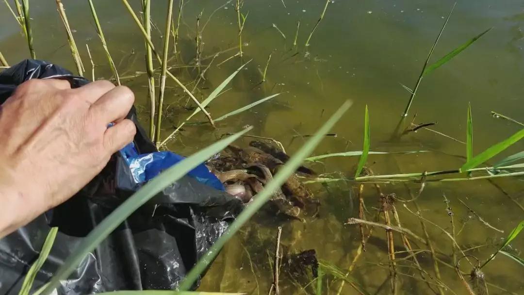 菩萨鼓励我放生的神奇经历 菩萨鼓励我放生的神奇经历