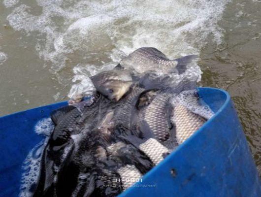 积福慧启建戊戌年第十七期放生法会!(已圆满) 积福慧启建戊戌年第十七期放生法会!(已圆满)