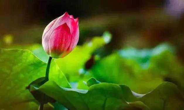 �����������Ǻ쳾����_��Ҫ���ľ��������������е���һ��