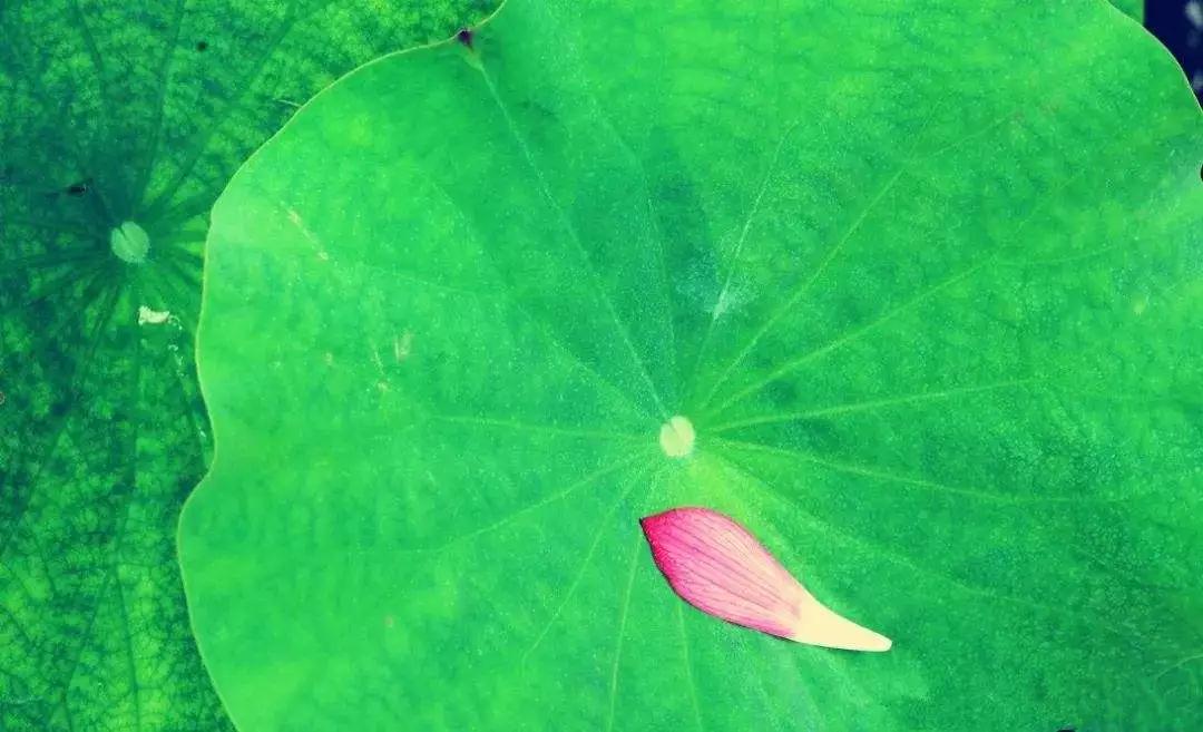 ӡ�ⷨʦ�����������ƣ��������棬���Ƿ�������