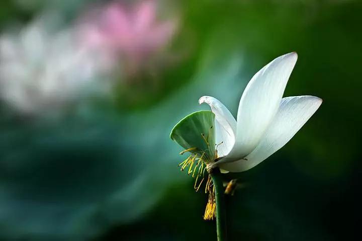 生起不好的心念别压制,要这样做…… 生起不好的心念别压制,要这样做……