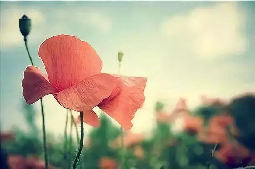 ����������ǣ����в��Ƶ���ͷ�����ն����˺��Լ���