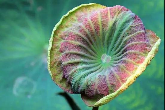 菩萨奶奶引领我学佛 菩萨奶奶引领我学佛