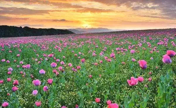 印光法师:高登极乐,方为最上脱苦之道 印光法师:高登极乐,方为最上脱苦之道