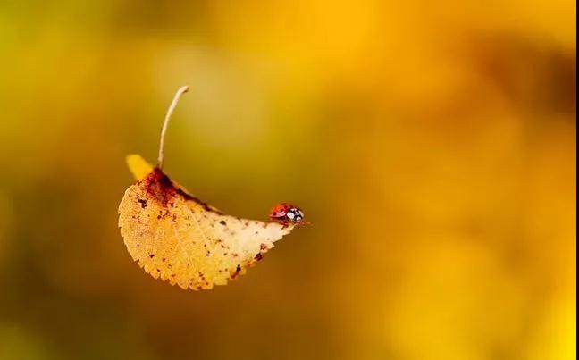 ѧ����Ҫ�������ŷ�