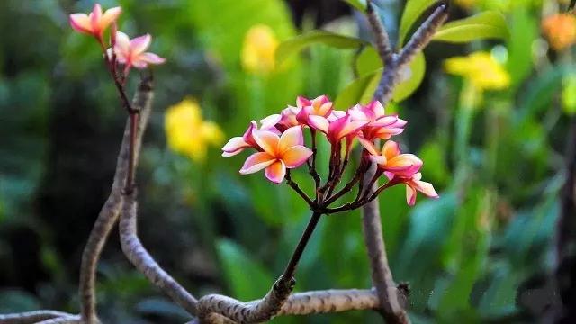 福德天天增长,冤家债主不敢干扰你 福德天天增长,冤家债主不敢干扰你