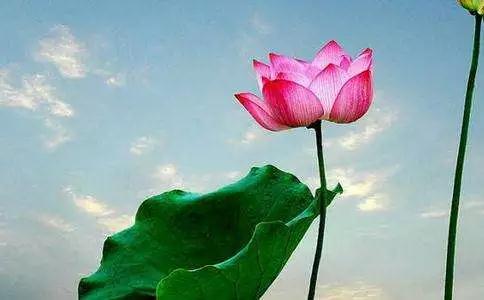 ��������ŷ𣬵�������������������