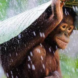 人有人权,动物难道没有动物权吗? 人有人权,动物难道没有动物权吗?