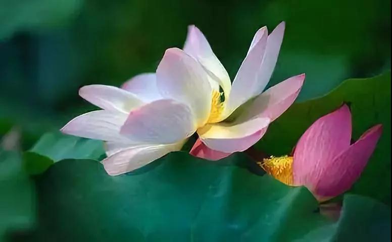 修行,就是把心量给打开 修行,就是把心量给打开