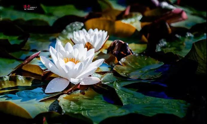 �ٻ������ˣ�Ҳ�������ַ���ȥ�ı�