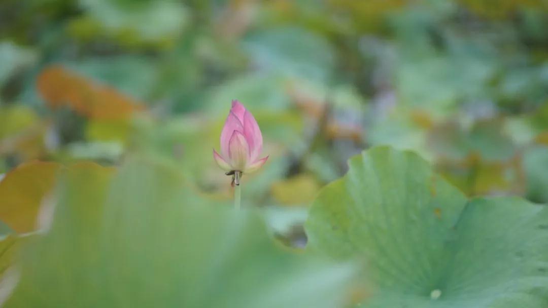往生要靠坚定信念来遣除内心的障碍 往生要靠坚定信念来遣除内心的障碍