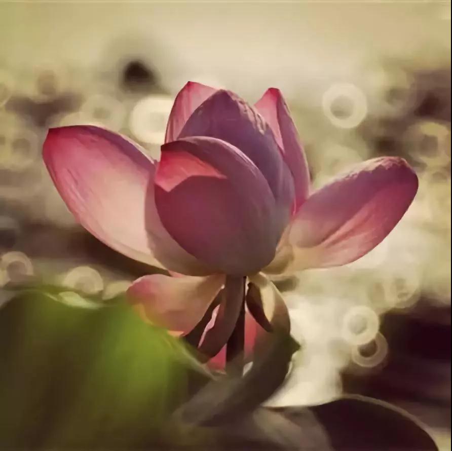 ���һ�Ĳ��ң��������ĸ�����