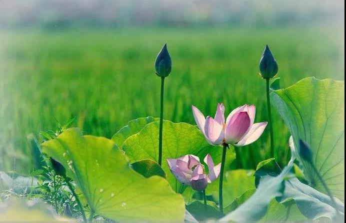 《金刚经》的八大真理,你读懂了吗? 《金刚经》的八大真理,你读懂了吗?