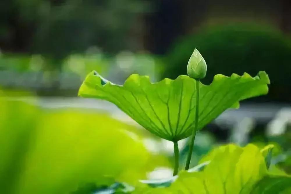 命硬、命苦怎么办?佛教告诉你改命的方法! 命硬、命苦怎么办?佛教告诉你改命的方法!