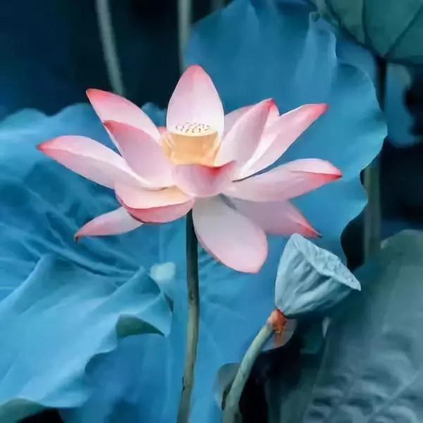 您念佛的功夫怎么样了?要不进来检测一下? 您念佛的功夫怎么样了?要不进来检测一下?