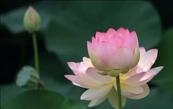 ���������������Ϊ���е�ïʢ�еĿ�ή��