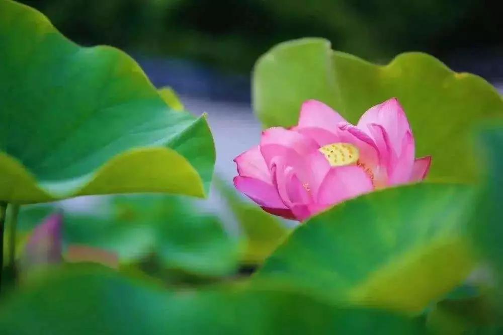 ���Ĺ��桢�ϵ���ȴΪ��ʹʧ���ӣ�ӡ�ⷨʦ��Ҫ��ʾ