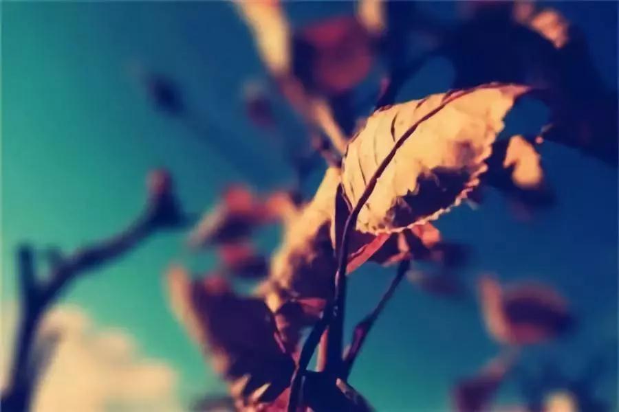 ���Ĺ��桢�ϵ���ȴΪ��ʹʧ���ӣ�ӡ�ⷨʦ��Ҫ��ʾ