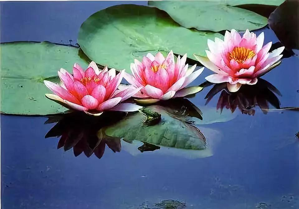 Ը�������ǧ�磬����������Ʒ��