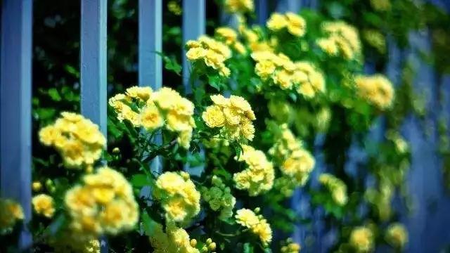 放下名利枷锁,老老实实念佛~ 放下名利枷锁,老老实实念佛~