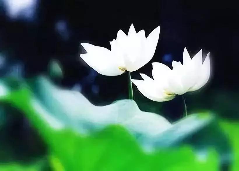 放下名利枷锁,老老实实念佛~ 放下名利枷锁,老老实实念佛~